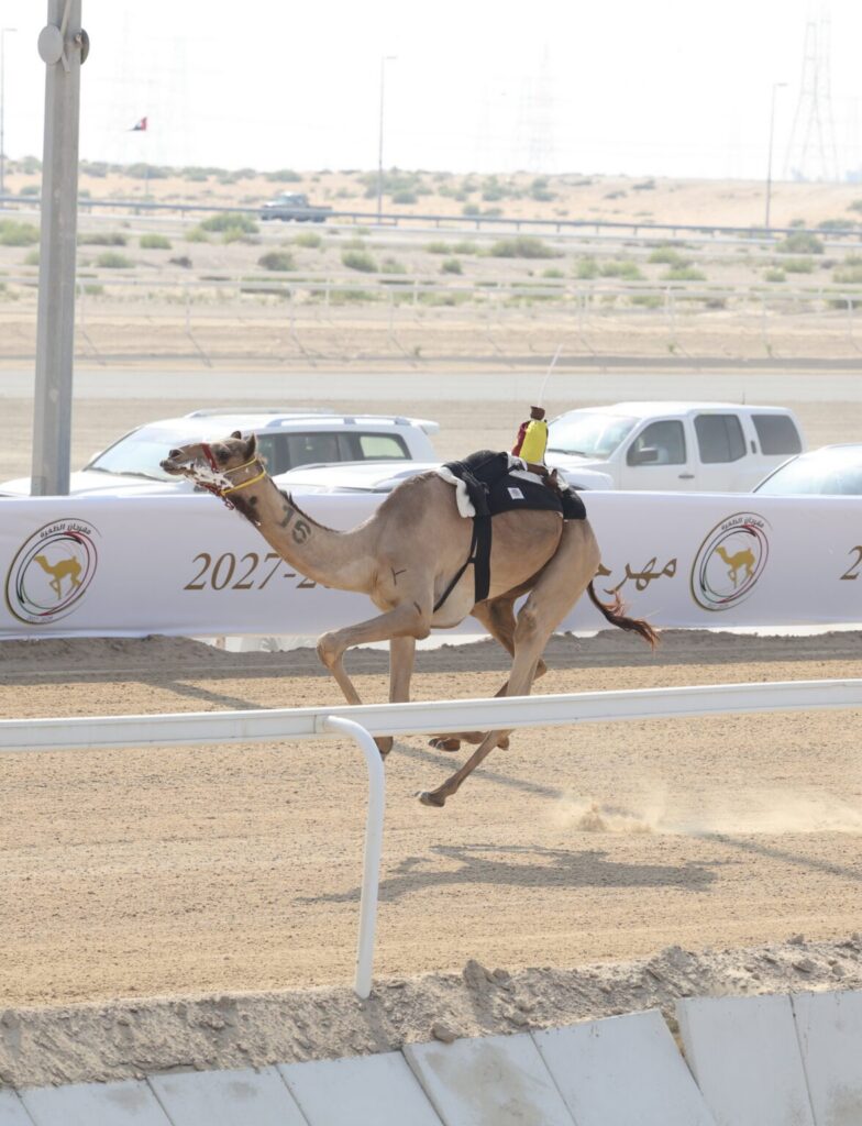 “شف” تحصد كأس “الأبكار” و”مكرم” يتوّج ببندقية “الجعدان” في “اللقايا” بمهرجان الظفرة للهجن